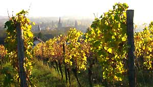 vente vins biologiques Alsace
