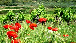 vente vin biologique Beaujolais