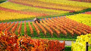 vente vin bourgogne