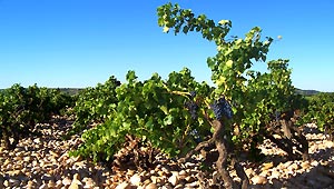 achat côte du rhone