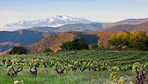 achat vin languedoc