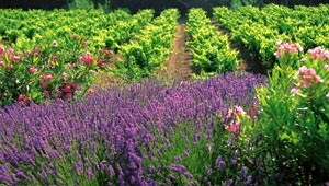 achat côte de provence