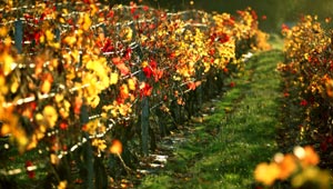 achat grands crus Bordeaux
