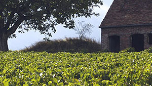 vin bio