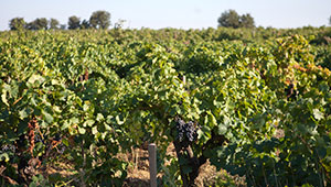 vins naturels