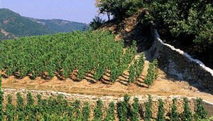 vente vin blanc