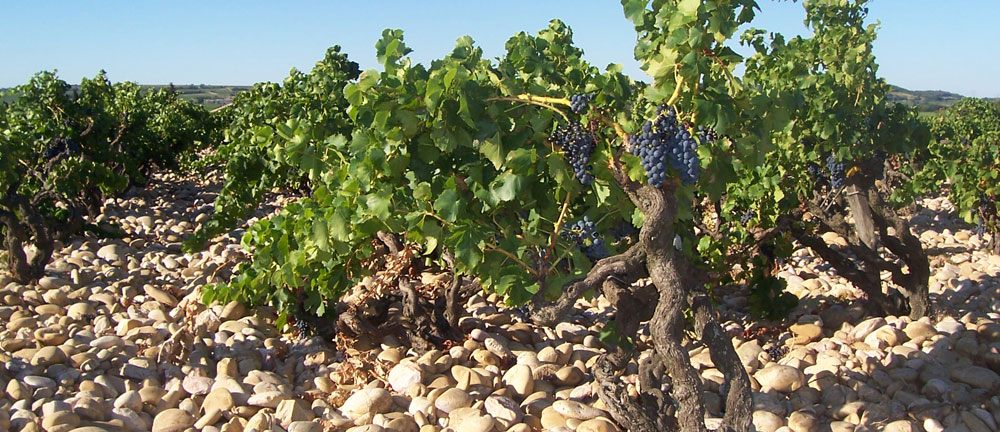 rhone01