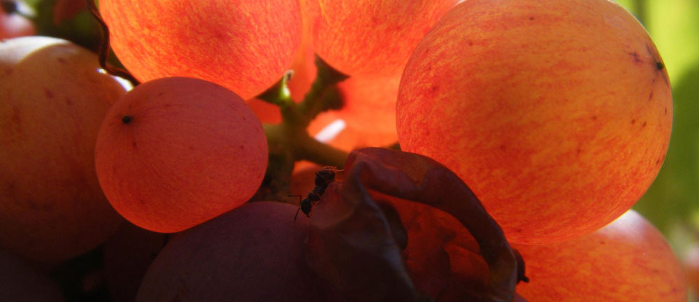 vente-vins-naturels